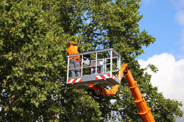 Trusted Greenport West, NY Tree Services Experts